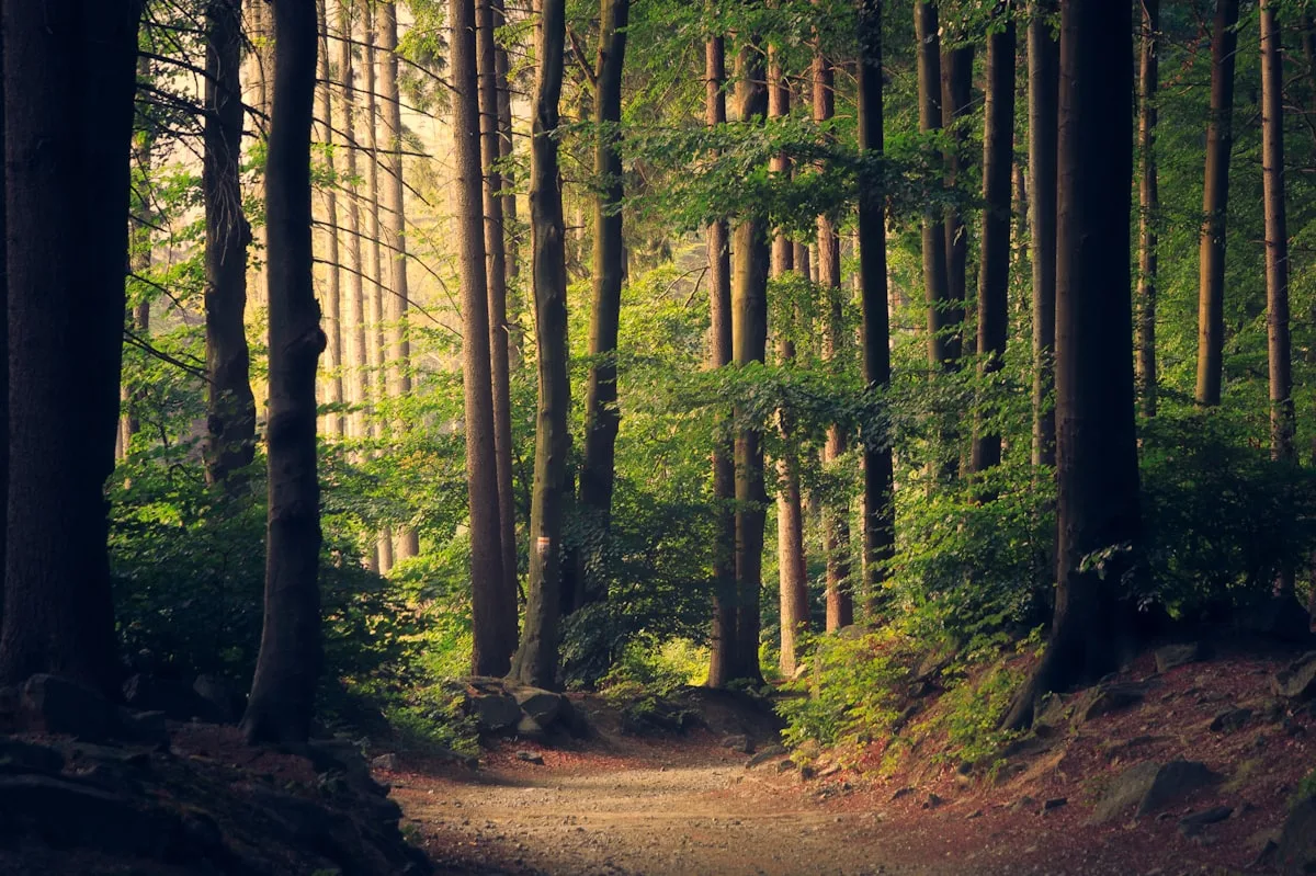 Sunlight filtering through forest canopy on a Santa Paula hiking trail