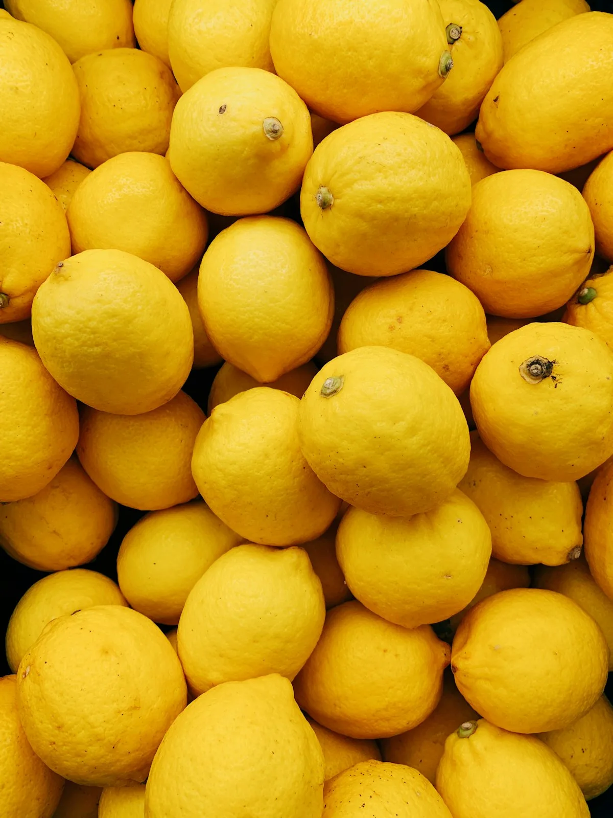 Bright yellow lemons growing on tree branches at a California citrus ranch